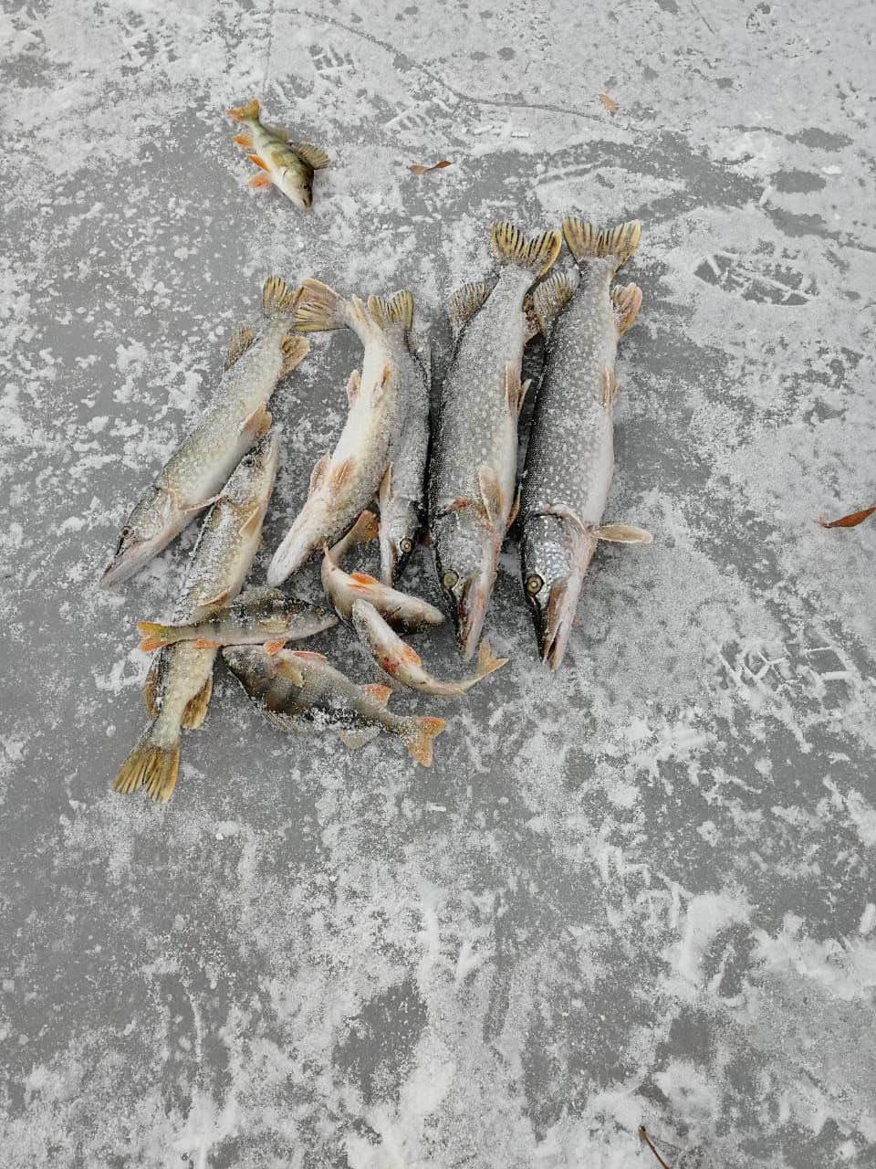 На ериках и небольших реках встал лёд. Сегодня открыли сезон зимней рыбалки!